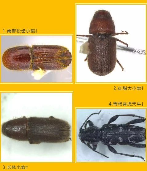 国产69精品久久久久人妻