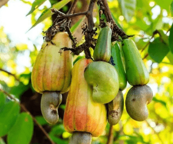 国产69精品久久久久人妻