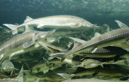 国产69精品久久久久人妻