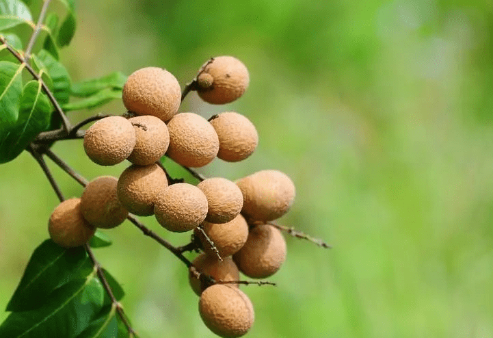 国产69精品久久久久人妻