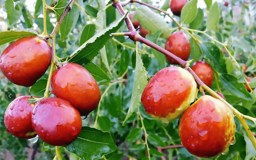 红枣出口报关 国产69精品久久久久人妻