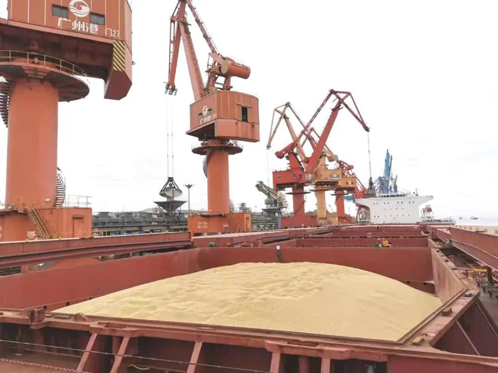 巴西大豆蛋白进口报关 国产69精品久久久久人妻