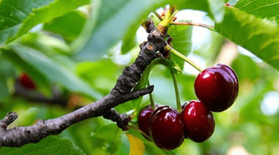 国产69精品久久久久人妻