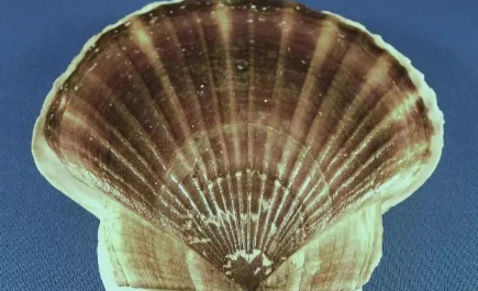 国产69精品久久久久人妻