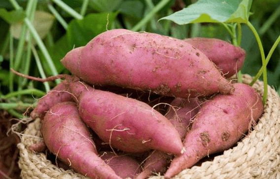 国产69精品久久久久人妻