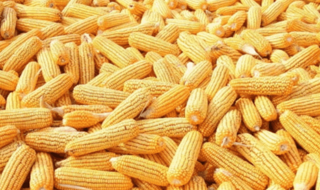 国产69精品久久久久人妻