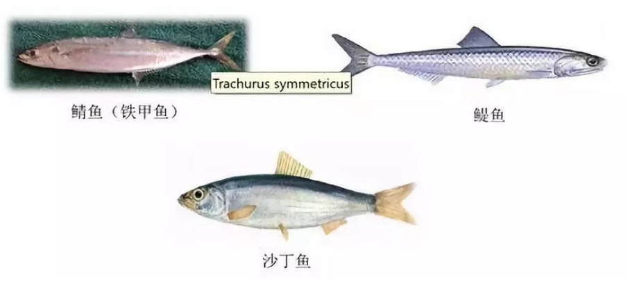 国产69精品久久久久人妻