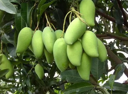 国产69精品久久久久人妻