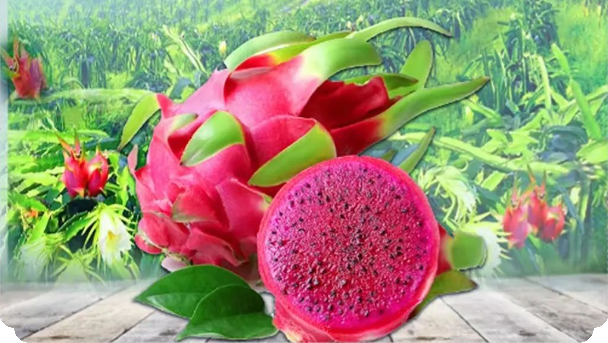 国产69精品久久久久人妻