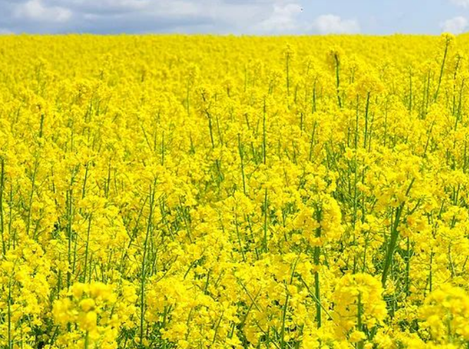 国产69精品久久久久人妻