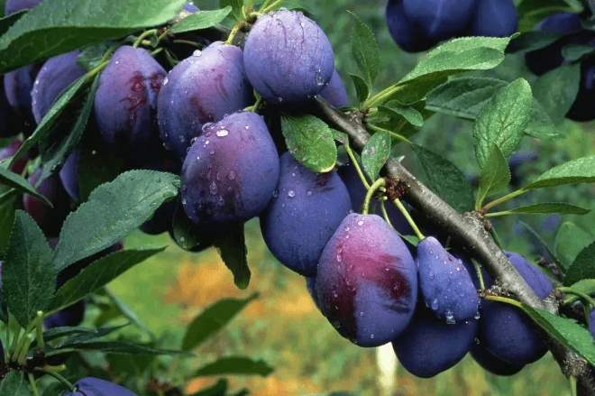 西梅进口清关 国产69精品久久久久人妻