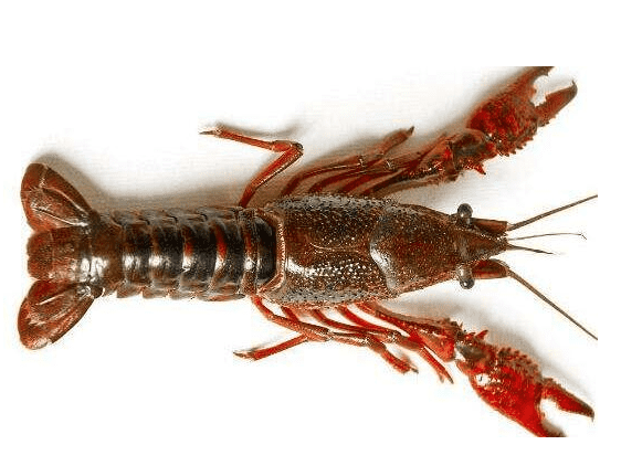 国产69精品久久久久人妻