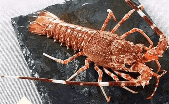 国产69精品久久久久人妻