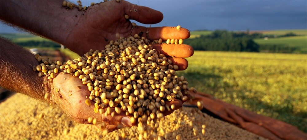 一文读懂巴西大豆的进口报关